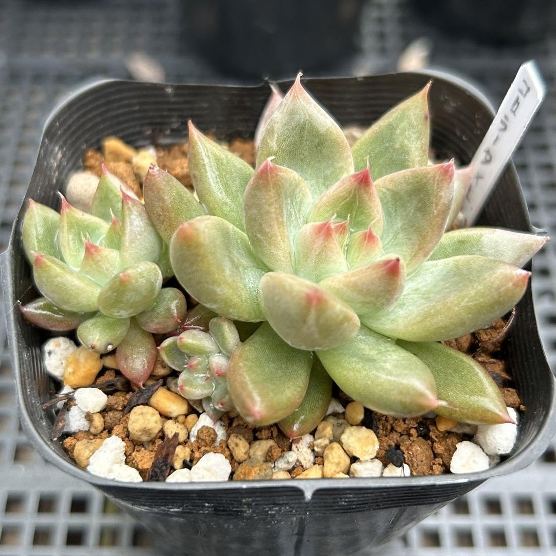 多肉植物 コロラータ 抜き苗 多肉植物コロラータ抜き苗